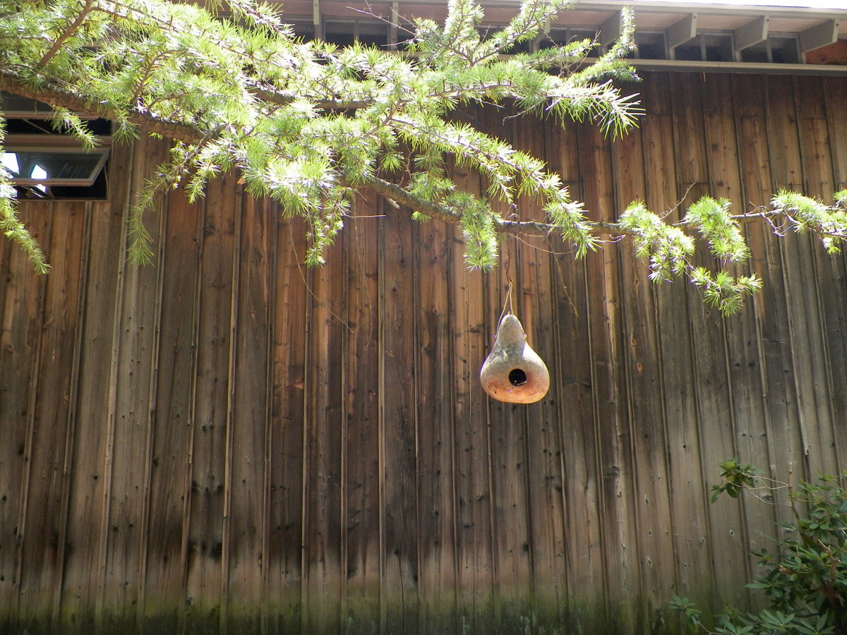 Gourd bird house