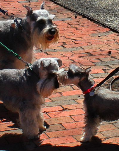 wheatonbarks ad displaying 3 grey terriers