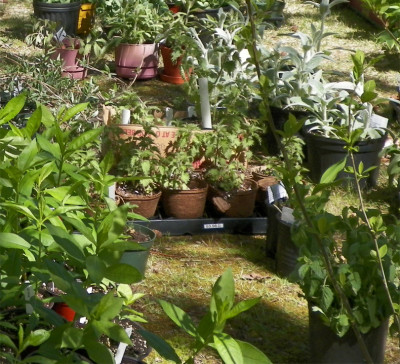 Potted native plants