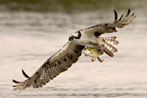 Hawk with freshly caught fish in talons