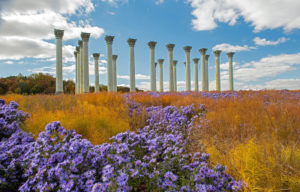 Field of purple flowers centered around columns