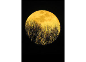 full moon behind trees photograph by Paul Grecian