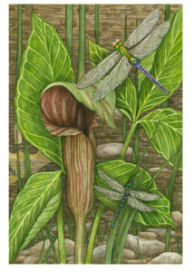 A painting of a green dragonfly hovering over a tall green plant by Ramona Maziarz.