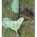 A painting of a Luna moth setting on a tree by Ramona Maziarz
