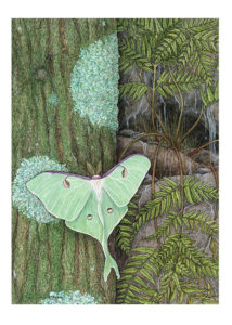 A painting of a Luna moth setting on a tree by Ramona Maziarz