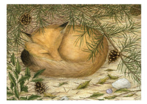 A painting of a fox curled up under a pine tree with two seashells at its feet by Ramona Maziarz.