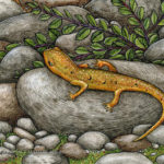 Lizard Watercolor Painting by Ramona Maziarz