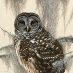 A hyperrealistic acrylic depiction of a Barred Owl on branches by Ron Orlando.