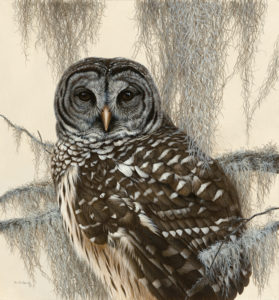 A hyperrealistic acrylic depiction of a Barred Owl on branches by Ron Orlando.