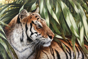 Realistic acrylic painting of a tiger surrounded by long green leaves by Ron Orlando..