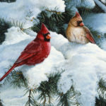 Realistic acrylic painting of two cardinals sitting on snowy pine branches by Ron Orlando.