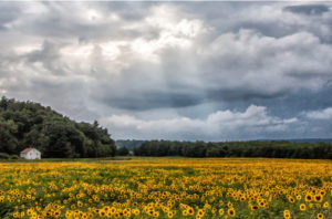 Sunflower Garden by Andy Smith