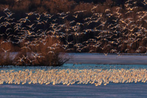 Birds in flight photograph by Andy Smith