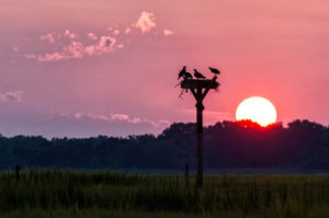 Birds Nesting Photograph by Andy Smith