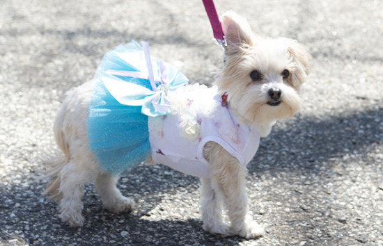 Small white dog with pink leash dressed in a white shirt and puffy blue tutu. At PAWS for Art at WheatonArts.