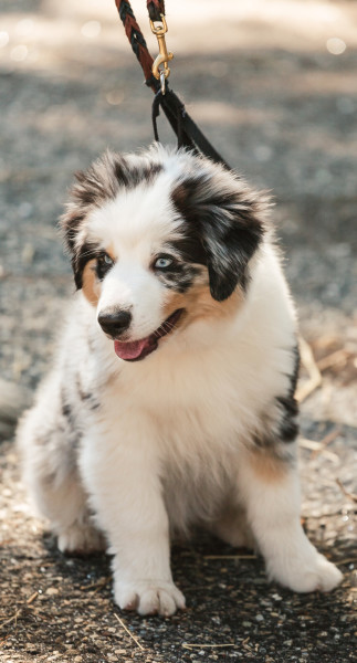 Leashed Australian Shepherd puppy with striking blue eyes sits comfortably on the ground. At PAWS for Art at WheatonArts.