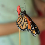 A monarch butterfly feeding off a red dipped Q-tip.