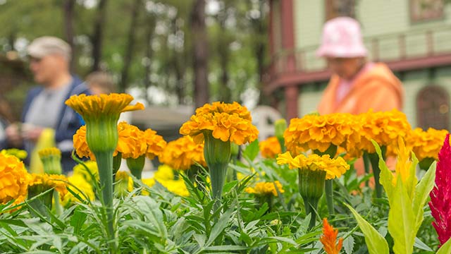 Marigolds at ECO Fair 2016