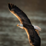 Photograph taken by Dennis Abriola of a soaring eagle, the light illuminating him from beneath