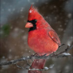 Photograph taken by Dennis Abriola of a cardinal perched on a branch in the snowfall