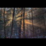 Photograph by Andy Smith of strong orange sunlight filtering through tall forest trees