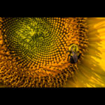 macro photograph by Andy Smith of a bumblebee on a rich yellow sunflower.