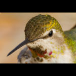 Macro photograph by Andy Smith of a green bird with red and gold flecks and a white face and breast.