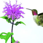 Rub Throated Hummingbird