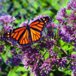 Butterfly sits on flower in nature trail