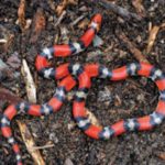 Northern Scarlet Snake