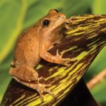 Northern Spring Peeper Frog