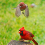 Photograph taken by Barry Hollritt of a bird flying over a bright red cardinal perched on a piece of wood