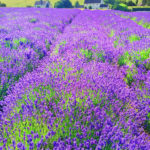 Photograph taken by Barry Hollritt of a large field of purple flowers with homes and green fields in the distance.
