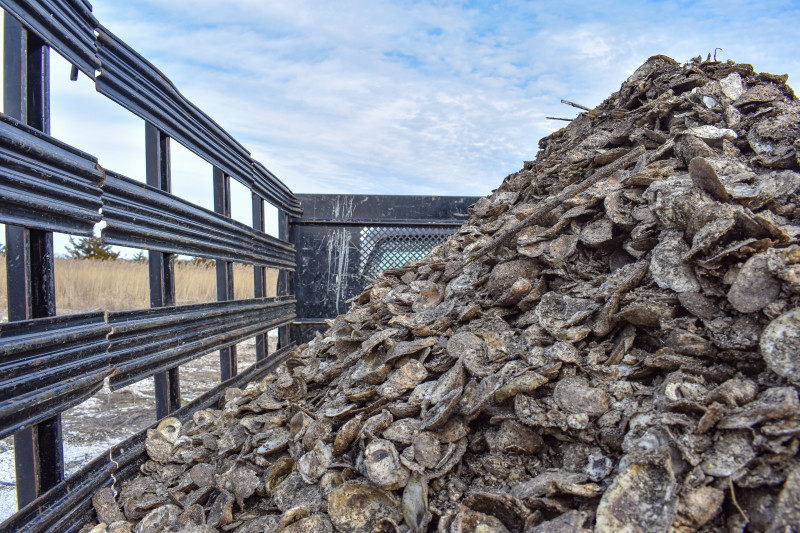 A large heap of oyster shells sitting in the back of a truck with a marshy landscape in the background.