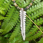 Silver metal clay long leaf pendant with green and brown beads, hung over a branch of matching long green leaves. Created by Sue Fontana.
