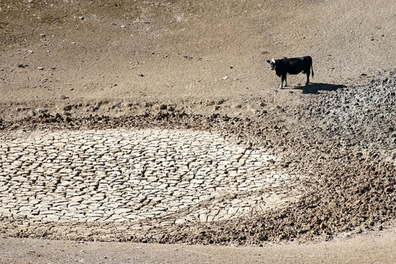 A cow stands in front of a dry, crumbled piece of land.