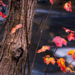 Photograph by Christopher Costa of a tree closeup, with rich brown bark and branches with small red and orange autumn leaves.