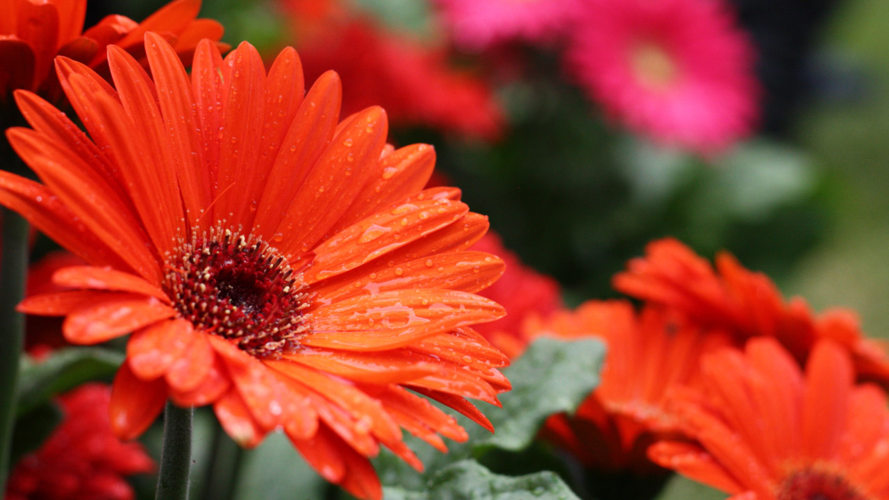 Orange flowers in the foreground with pink flowers blurred in the background.