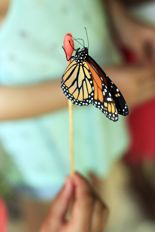 An orange monarch butterfly sitting on a stick with a blurred background.