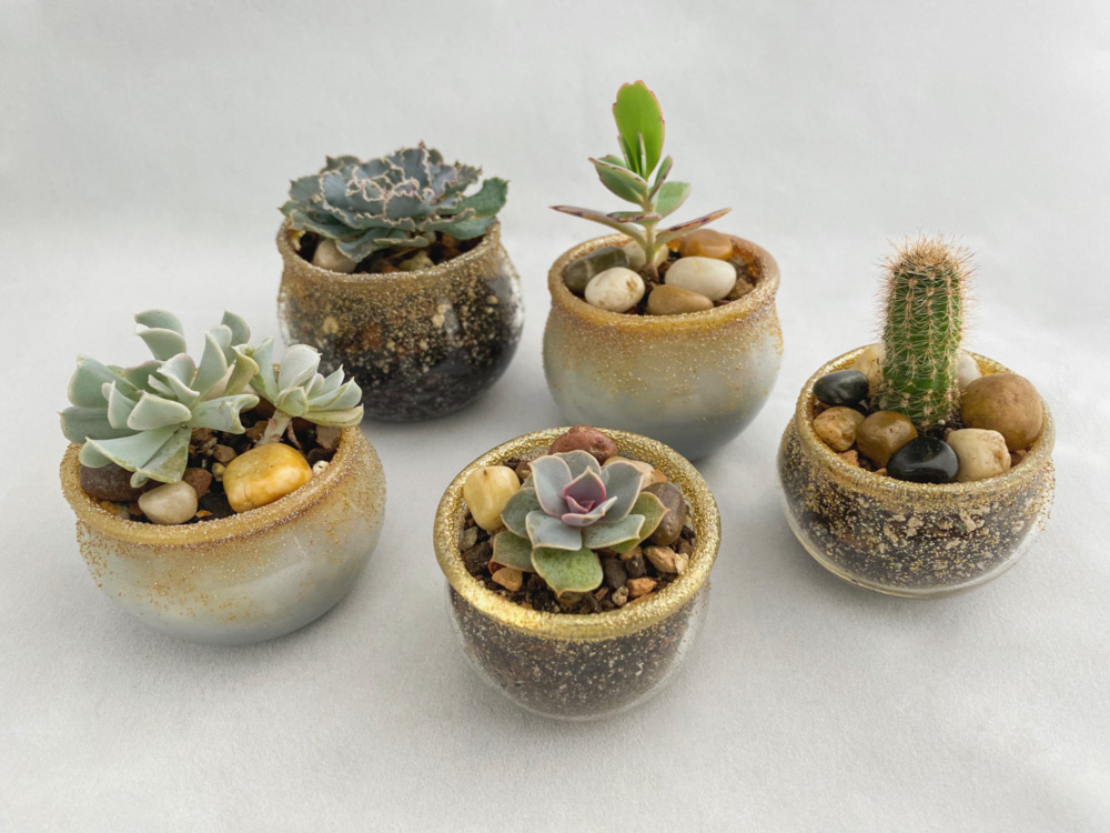 Five small succulents in pots by Dominique Jean Bebak.