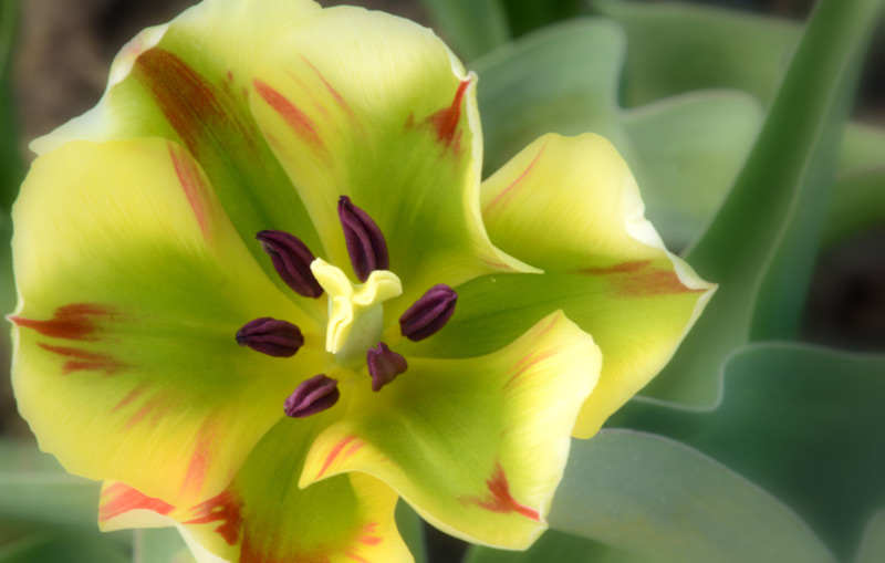 A closeup photograph of a yellow flower, by Barbara Peirce-Krusen.