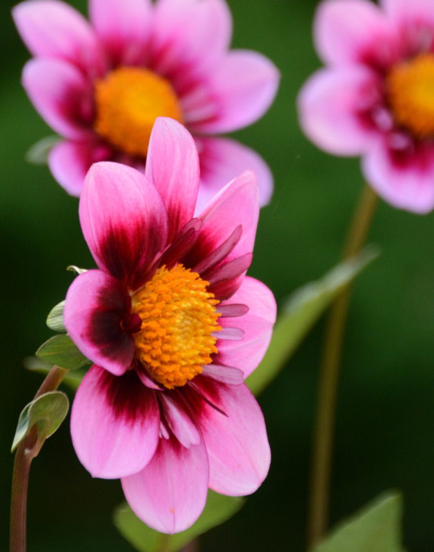 A closeup photograph by Barbara Peirce-Krusen of three fuschia flowers. One is in focus and the other two blur slightly into the background.