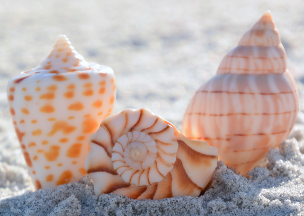 A photo by Barbara Peirce-Krusen of three light orange shells, partially buried in white sand.