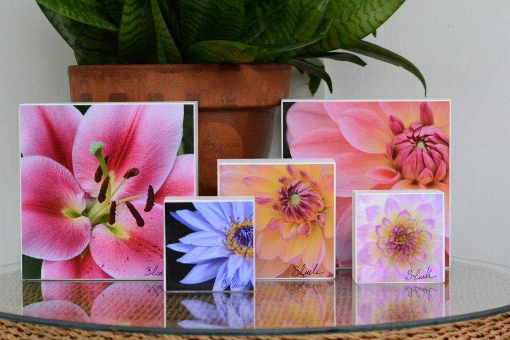 A collection of mounted closeup photos of flowers by Barbara Peirce-Krusen in three different sizes.