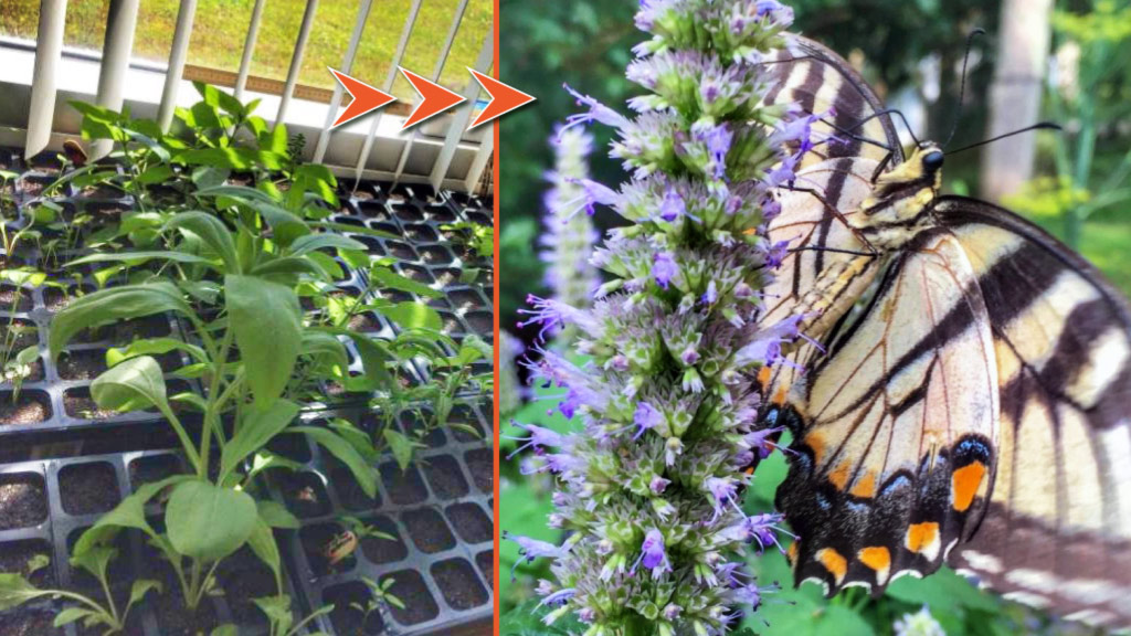 Two images. A seed tray holds growing green plants (left). Orange arrows point to a second image on right of an orange and black butterfly pollinating purple flowers.