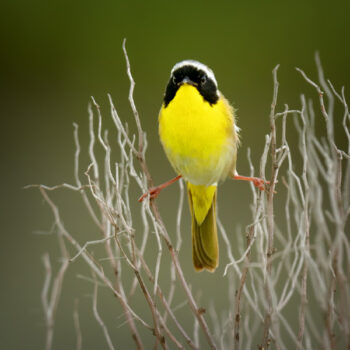 Image of a yellow, black, and white bird resting on a bushel of white sticks in front of a white to dark green gradient background.