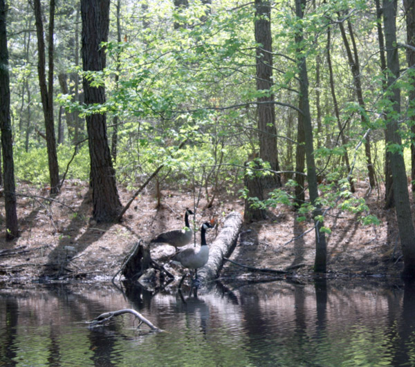 Image of the WheatonArts Nature Trail. The image is of a body of water with two geese on the ground leading up to it in the center of the image. There is a woodsy area in the background.