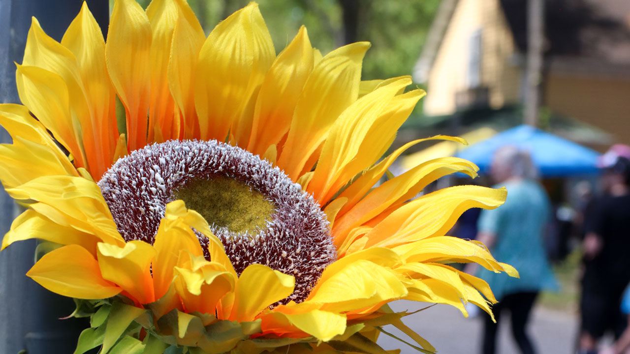 Image of a banner for Eco Fair. On the left side of the image is a large close up of the head of a yellow sunflower. In the background, on the right side of the image, is a blurred image of a crowd outside at WheatonArts in front of the General Store during Eco Fair.